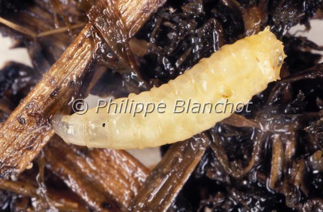 asticot musca 2.JPG - Gros plan d'un asticot de la mouche domestique (Musca domestica)House fly maggotDiptera, MuscidaeFrance